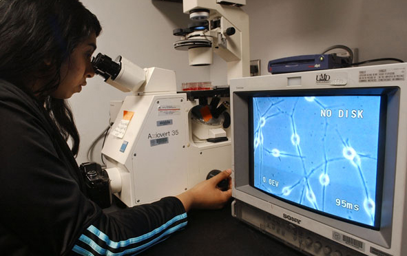 Student looks at stemcells through video microscope