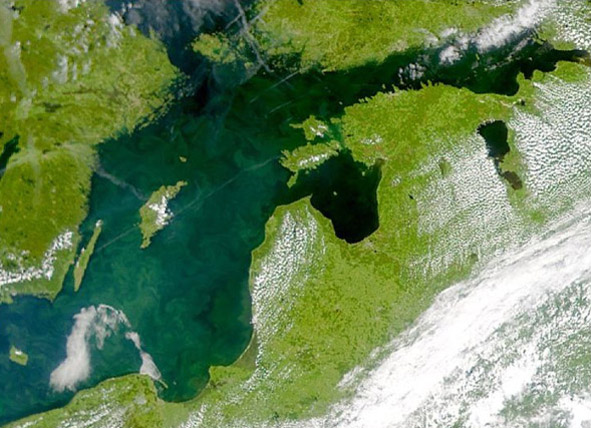 Phytoplankton bloom in the Baltic Sea