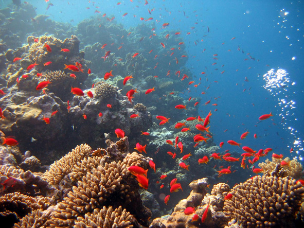 Corals in the red sea