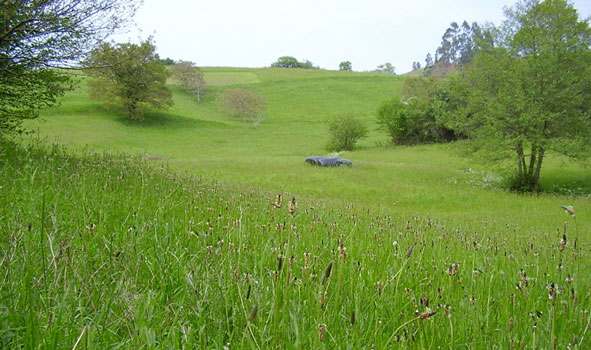 Grassland in Cantabria, Spain