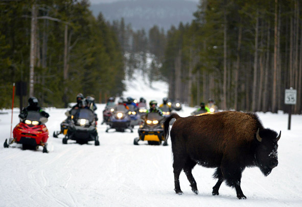 Bison in front of snowmobiles