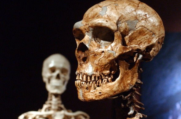 a reconstructed Neanderthal skeleton at the Museum of Natural History in New York.