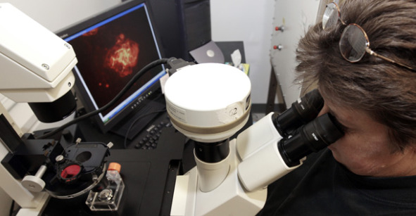 scientist looking at cells through microscope