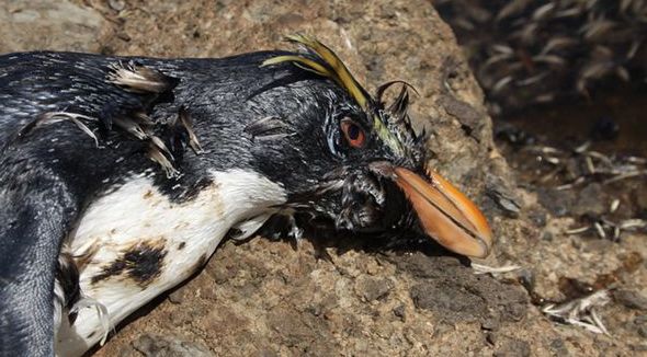 Endangered Rockhopper Penguin