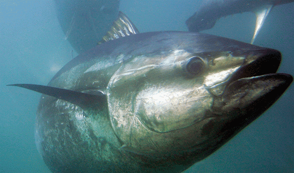 Blue Fin Tuna