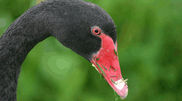 Black Swan