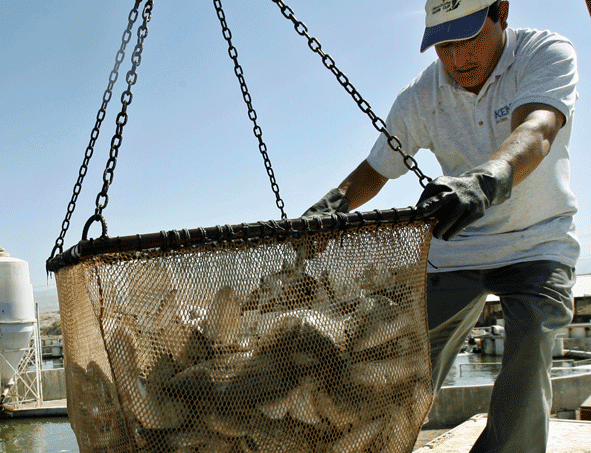 Fisherman Unloading Catch