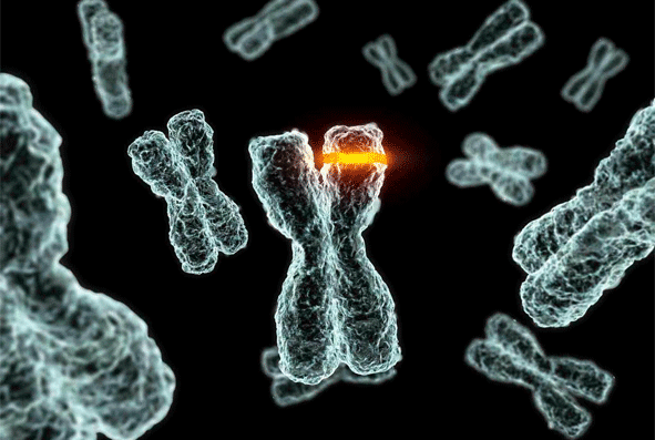 A locus on some Chromosomes